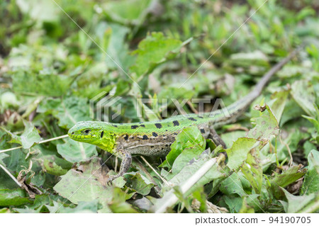 Green lizard in the grass Green lizard in the grass 94190705
