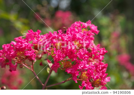 Crape myrtle pink flower: Kana garden [green background] 94190806