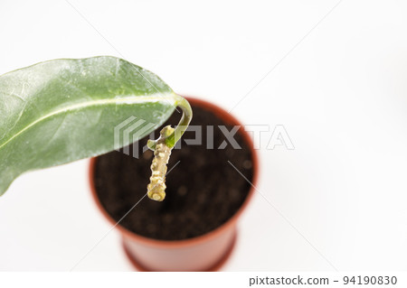 Planting cuttings with roots in the ground. Propagation of indoor jasmine. Planting cuttings with roots in the ground. Propagation of indoor jasmine. 94190830