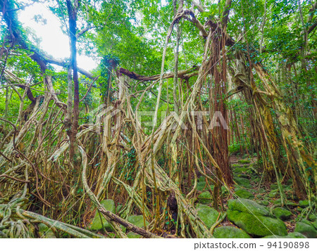 banyan banyan 94190898