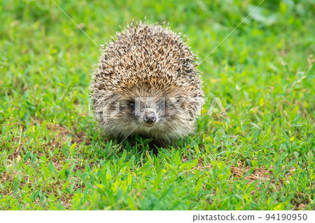 hedgehog on the grass 94190950
