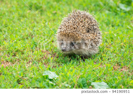 hedgehog on the grass hedgehog on the grass 94190951