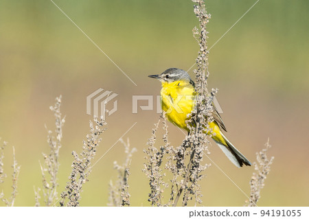 Motacilla flava on the ground Motacilla flava on the ground 94191055