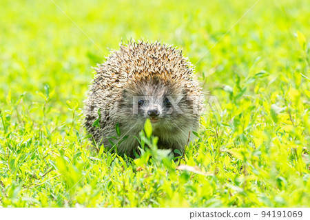 hedgehog on the grass hedgehog on the grass 94191069