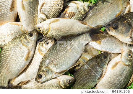 carp on a wooden background 94191106