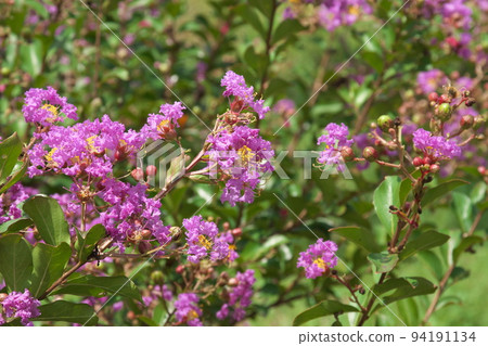 Crape myrtle purple flower: Kana garden [green background] 94191134