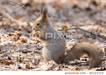 red squirrel on a tree 94191554