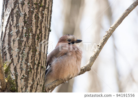 Garrulus glandarius on a branch 94191556