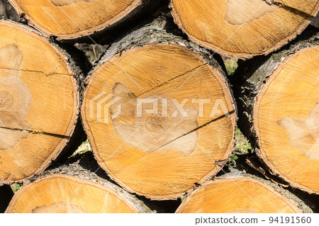 texture of birch 94191560