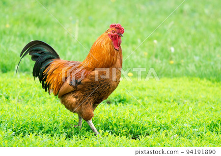 cock on the grass cock on the grass 94191890