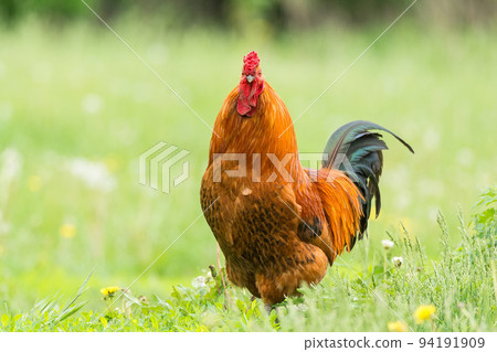 cock on the grass 94191909