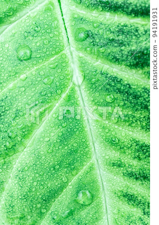 texture of green leaf texture of green leaf 94191931