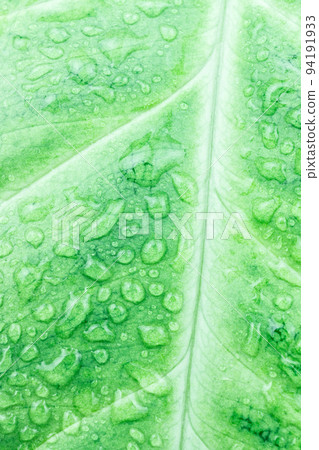 texture of green leaf 94191933