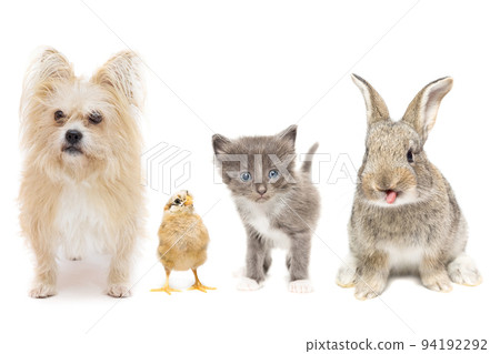 Animals on a white background Animals on a white background 94192292