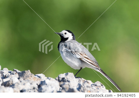 gray wagtail on a stone 94192405