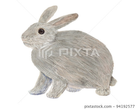 Gray rabbit facing left _ sideways 94192577