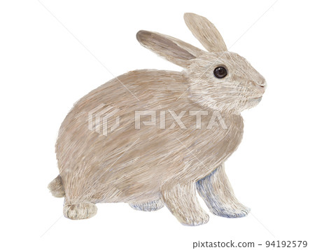 Brown rabbit facing right _ sideways 94192579