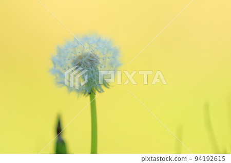 Dandelion's fluff 94192615