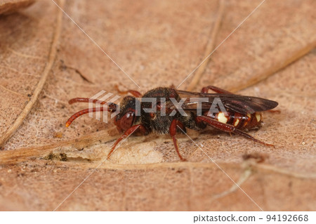 Closeup on a small colorful red Large Bear-clawed nomad bee, Nomada alboguttata sitting on a dried leaf Closeup on a small colorful red Large Bear-clawed nomad bee, Nomada alboguttata sitting on a dried leaf 94192668