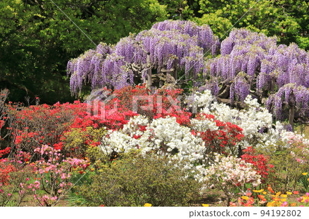 Ashikaga Flower Park wisteria flower Ashikaga Flower Park wisteria flower 94192802