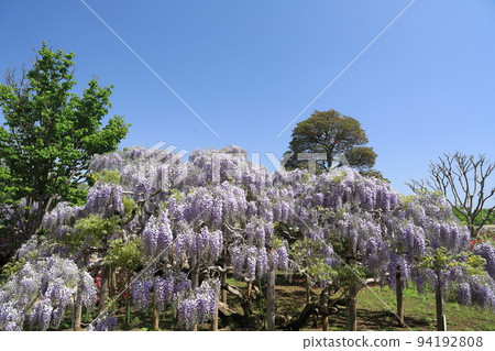 Ashikaga Flower Park wisteria flower Ashikaga Flower Park wisteria flower 94192808