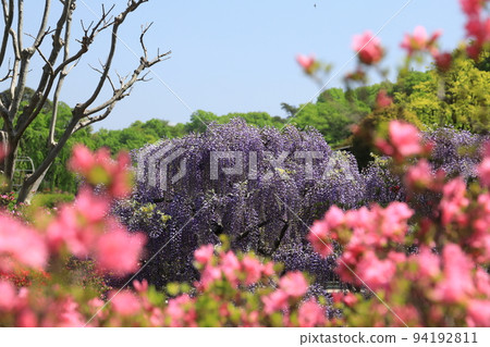 足利花公園紫藤花 94192811