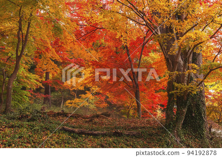 211106 Hie Shrine z112 211106 Hie Shrine z112 94192878