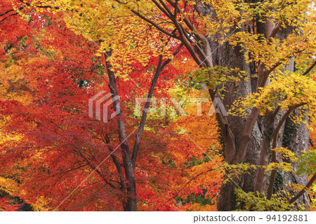 211106 Hie Shrine g104 94192881