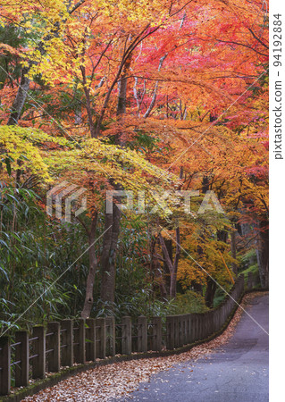 211106 日枝神社 g054 211106 日枝神社 g054 94192884