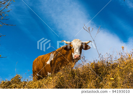 Cow grazing on meadow Cow grazing on meadow 94193010