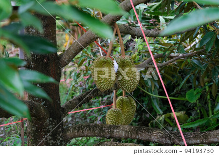 Durians hanging on a tall tree in the garden. Fresh durian fruit on a tree in orchard, tropical fruit. Durian is the king of fruits. Durians hanging on a tall tree in the garden. Fresh durian fruit on a tree in orchard, tropical fruit. Durian is the king of fruits. 94193730