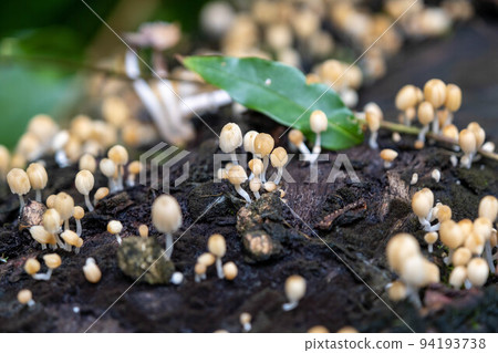 small inedible mushrooms. Selective focus of small yellow wild mushrooms on the tree trunks in the rainy season. 94193738