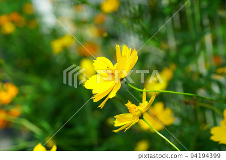 Kivanacosmos Kivanacosmos 94194399