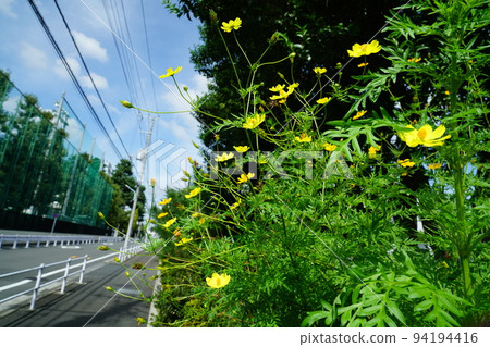 Kivanacosmos Kivanacosmos 94194416