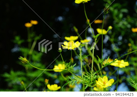  Kivanacosmos 94194425