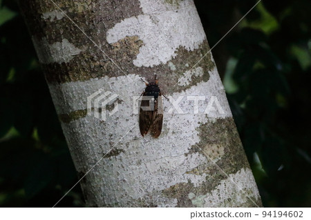 summer life 94194602