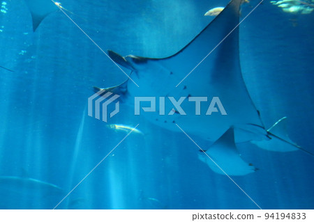 fish  94194833