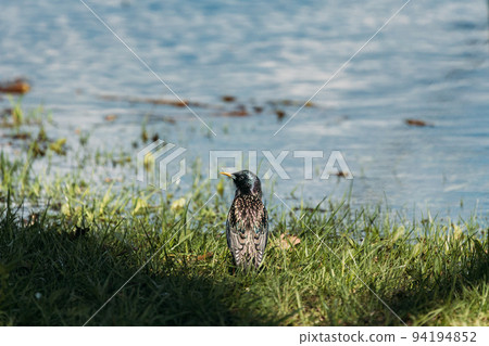 Wild Bird Common Starling Near Water In Spring Day. Sturnus Vulgaris In Natural Habitat. Wildlife. Starling In Natural Environment. Also Known As European Starling Or Just Starling 94194852