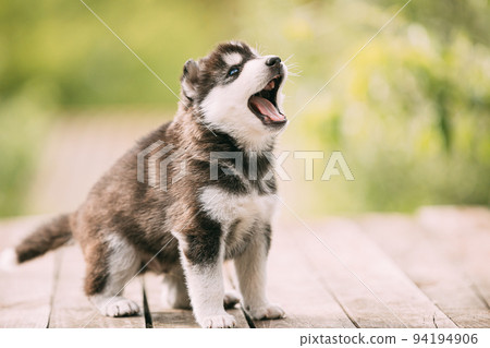 Four-week-old Husky Puppy Of White-gray-black Color Sitting On Wooden Floor And Yawning 94194906
