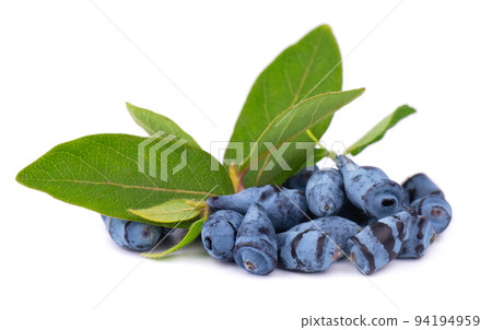 Honeysuckle with green leaves isolated on white background. Ripe berries of honeysuckle. 94194959