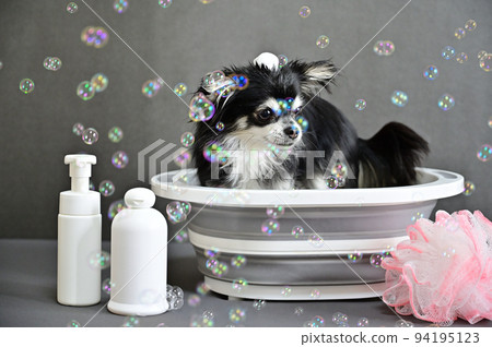 Chihuahua grooming shampoo trimming Chihuahua grooming shampoo trimming 94195123