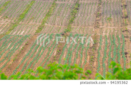 Rubber plantation farming area in the south of Thailand, 94195362