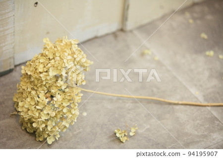 Annabel lying on the floor (hydrangea) Annabel lying on the floor (hydrangea) 94195907