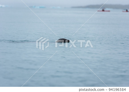 Seal swimming in the glacial waters of Jokulsarlon lagoon, Iceland 94196384