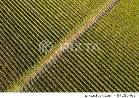 Aerial view of vineyard 94196462