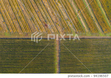 Vineyard drone shot, aerial view from above 94196507