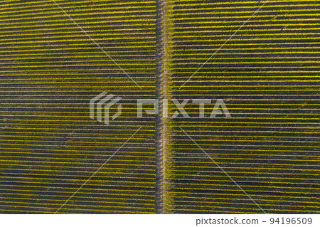 Top drone view of a vineyard at autumn 94196509