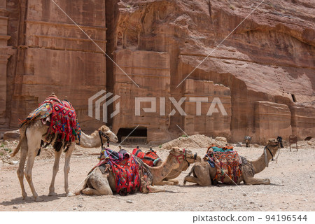 Resting camels in Petra, Jordan 94196544