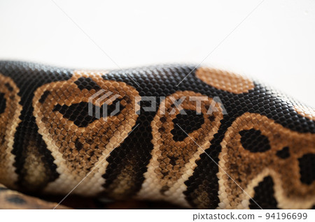 Ball python python 94196699
