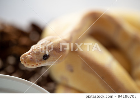Ball python python 94196705